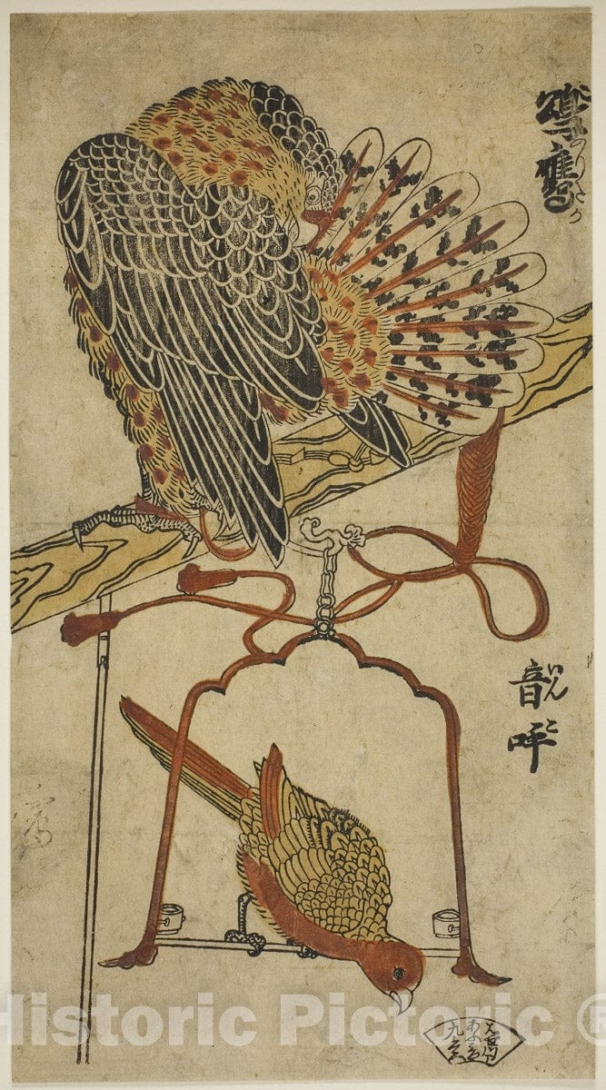 Art Print : Sparrowhawk and Macaw (Konori taka, inko), Torii Kiyomasu I, c 1718, Vintage Wall Decor :