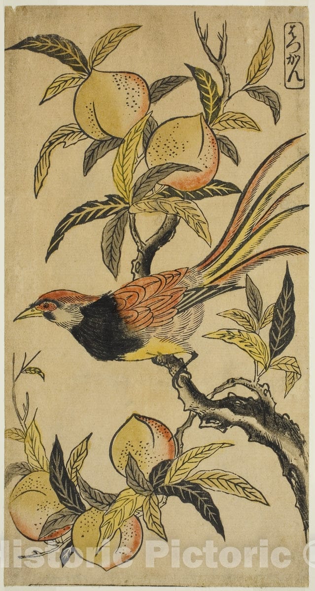Art Print : Silver Pheasant (Hakkan), Nishimura Shigenaga, c 1725, Vintage Wall Decor :