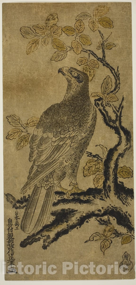 Art Print : A Hawk on a Kiri Tree, Okumura Masanobu, c 1723, Vintage Wall Decor :