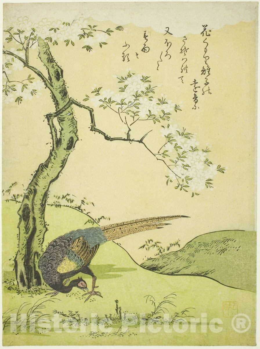 Art Print : Cherry Tree and Pheasant, Komatsuya Hyakki, 1765, Vintage Wall Decor :