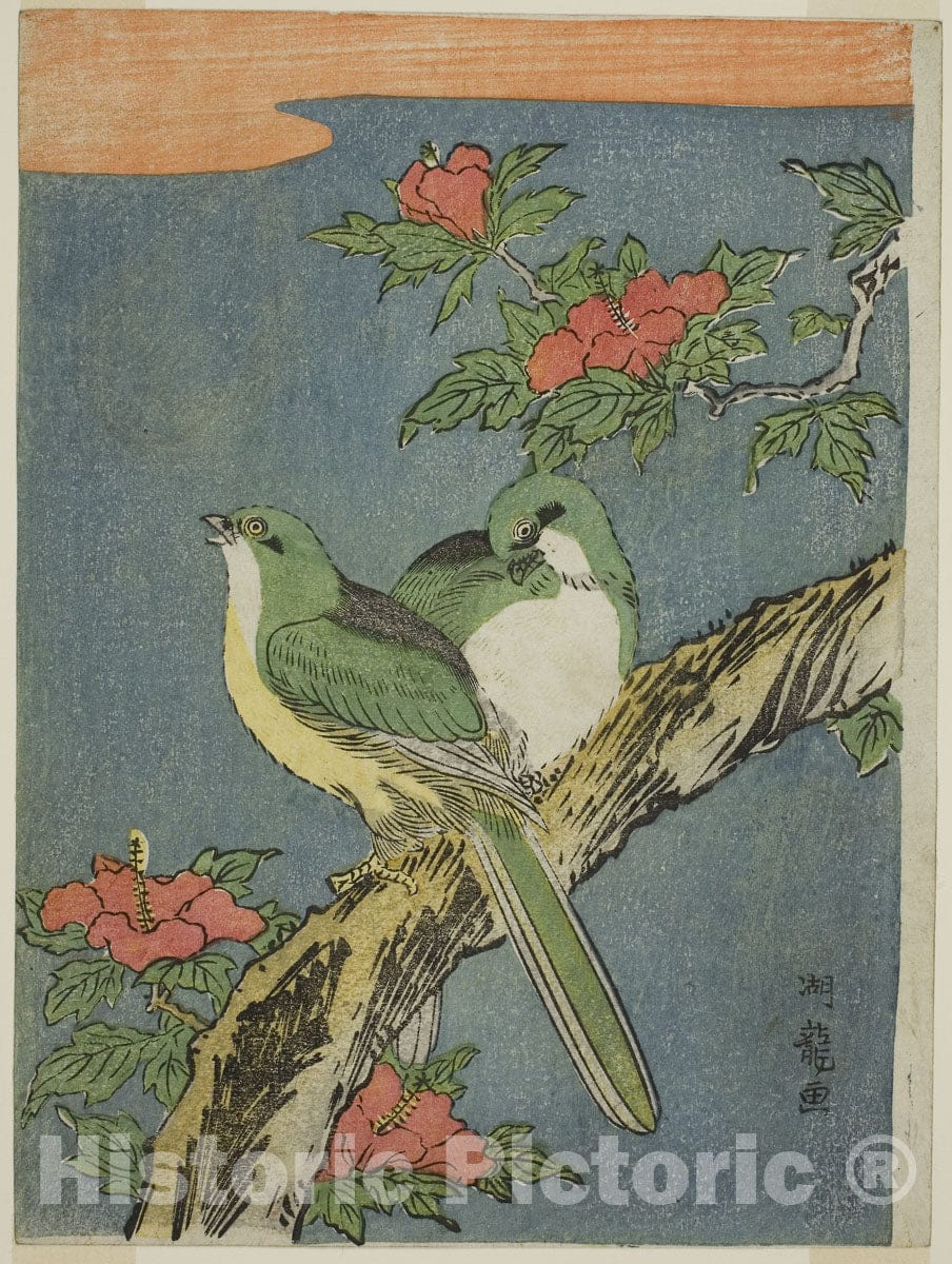 Art Print : Two Birds on Hibiscus Tree, Isoda Koryusai, c 1765, Vintage Wall Decor :