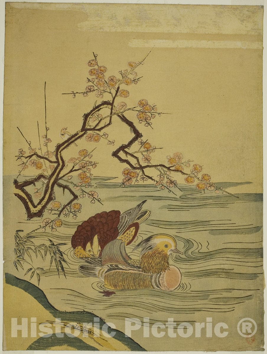 Art Print : Mandarin Ducks Swimming under Plum Branch, Isoda Koryusai, c 1770, Vintage Wall Decor :