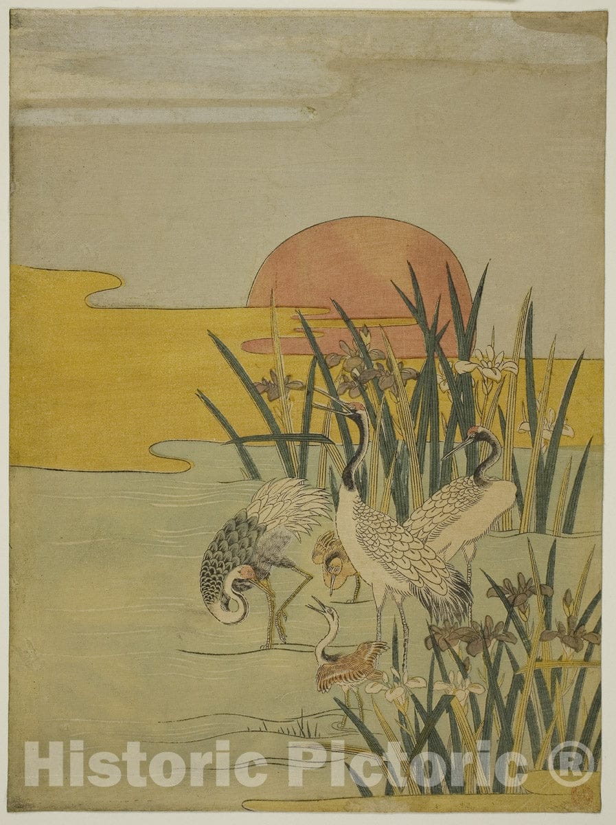 Art Print : Cranes in an Iris Pond at Sunrise, Isoda Koryusai, c 1769, Vintage Wall Decor :