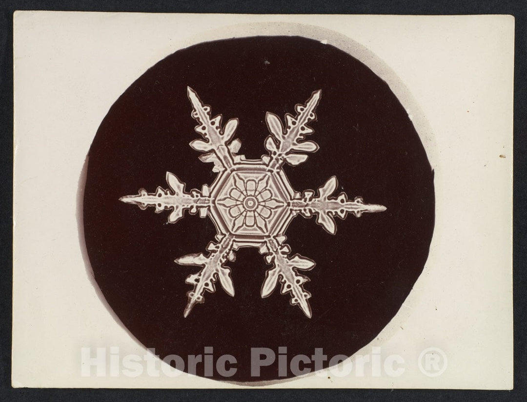 Photo Print : Wilson Alwyn Bentley - Snow Crystal 24 : Vintage Wall Art