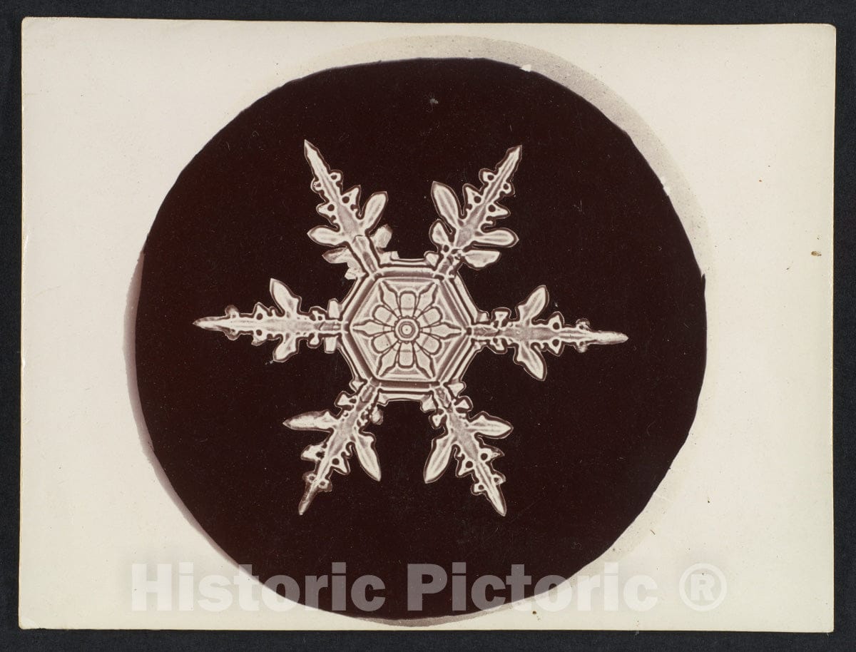 Photo Print : Wilson Alwyn Bentley - Snow Crystal 24 : Vintage Wall Art