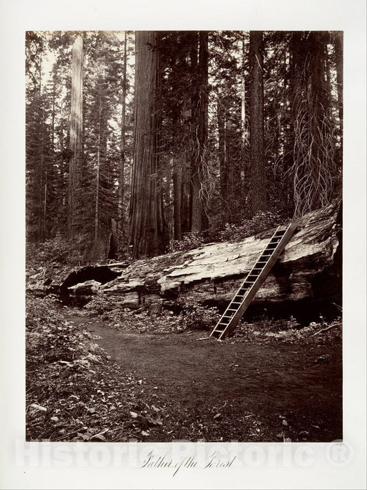 Photo Print : Carleton E. Watkins - Father of The Forest : Vintage Wall Art