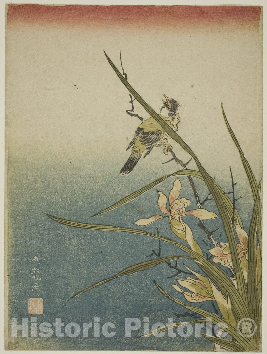 Art Print : Orchid and Bird, Isoda Koryusai, c 1770, Vintage Wall Decor :
