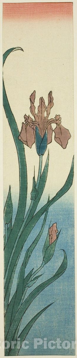 Art Print : Iris, Utagawa Hiroshige, c 1840, Vintage Wall Decor :