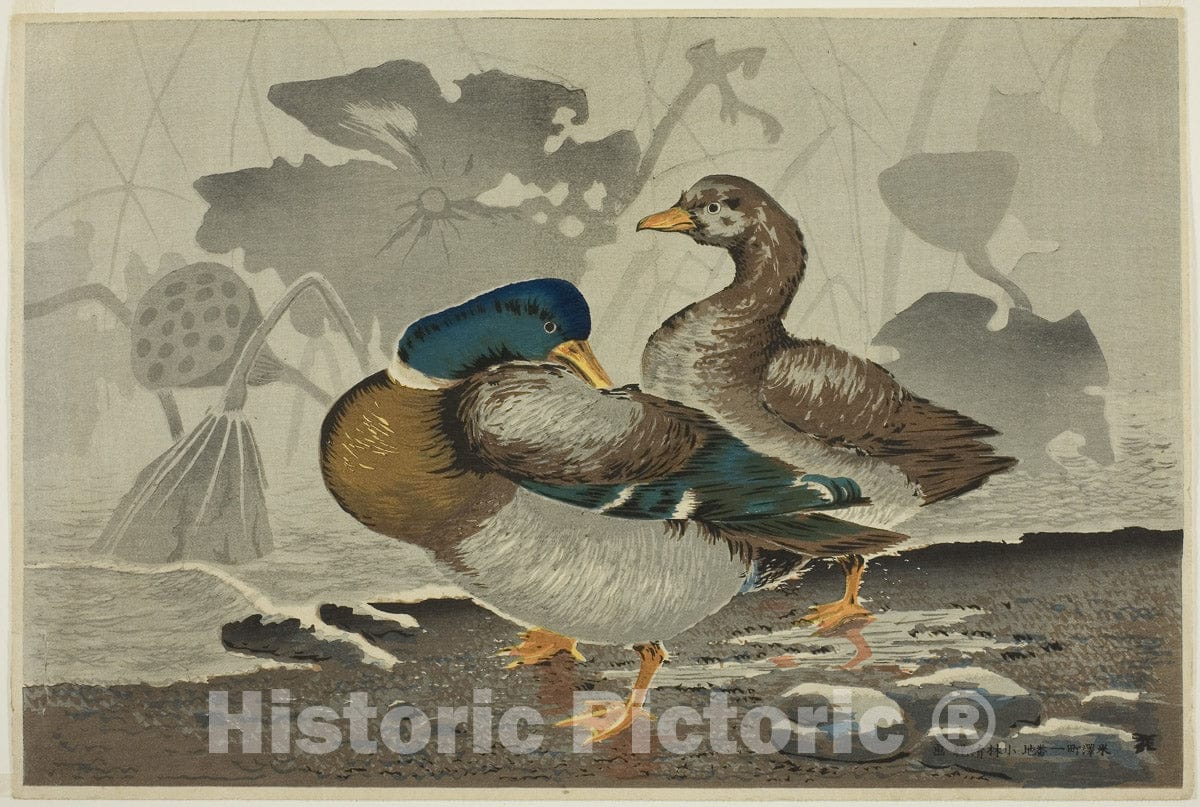 Art Print : A pair of ducks by a lotus pond, Kobayashi Kiyochika, c 1879, Vintage Wall Decor :