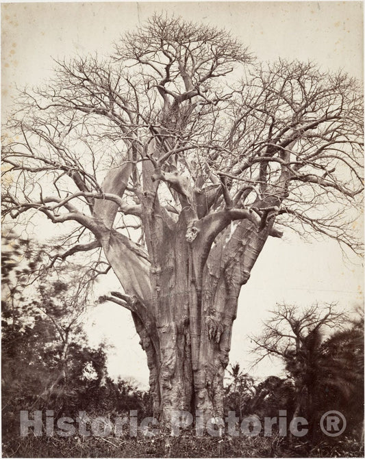Photo Print : Désiré Charnay - Baobab à Mohéli : Vintage Wall Art