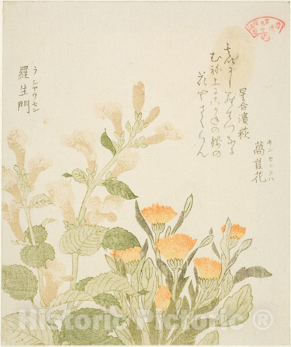 Art Print : Marigold (Kinsenka) and Rashomon Flowers, Kubo Shunman, c 1815, Vintage Wall Decor :