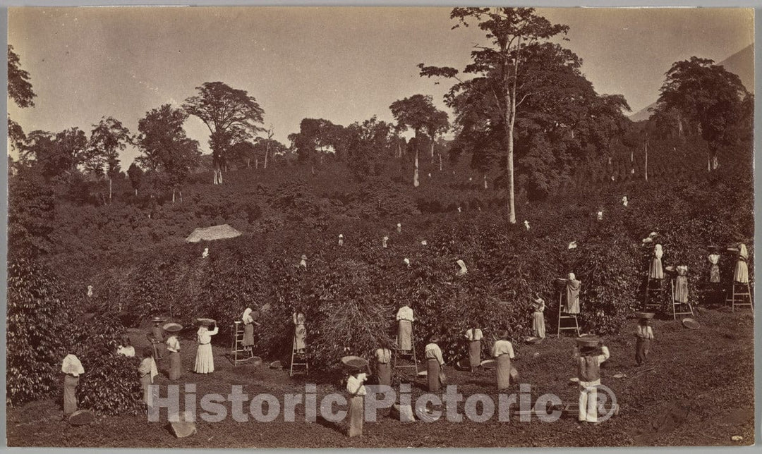 Photo Print : Eadweard Muybridge - Coffee Harvesting, Las Nubes-Guatemala : Vintage Wall Art