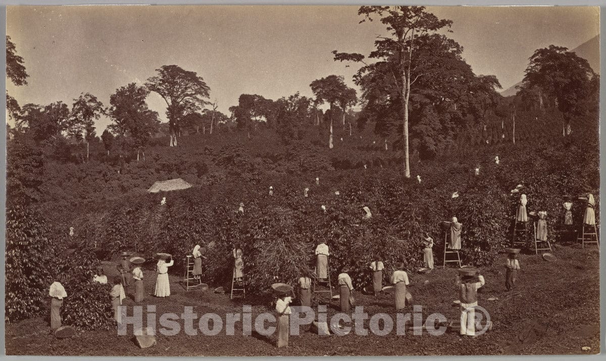 Photo Print : Eadweard Muybridge - Coffee Harvesting, Las Nubes-Guatemala : Vintage Wall Art