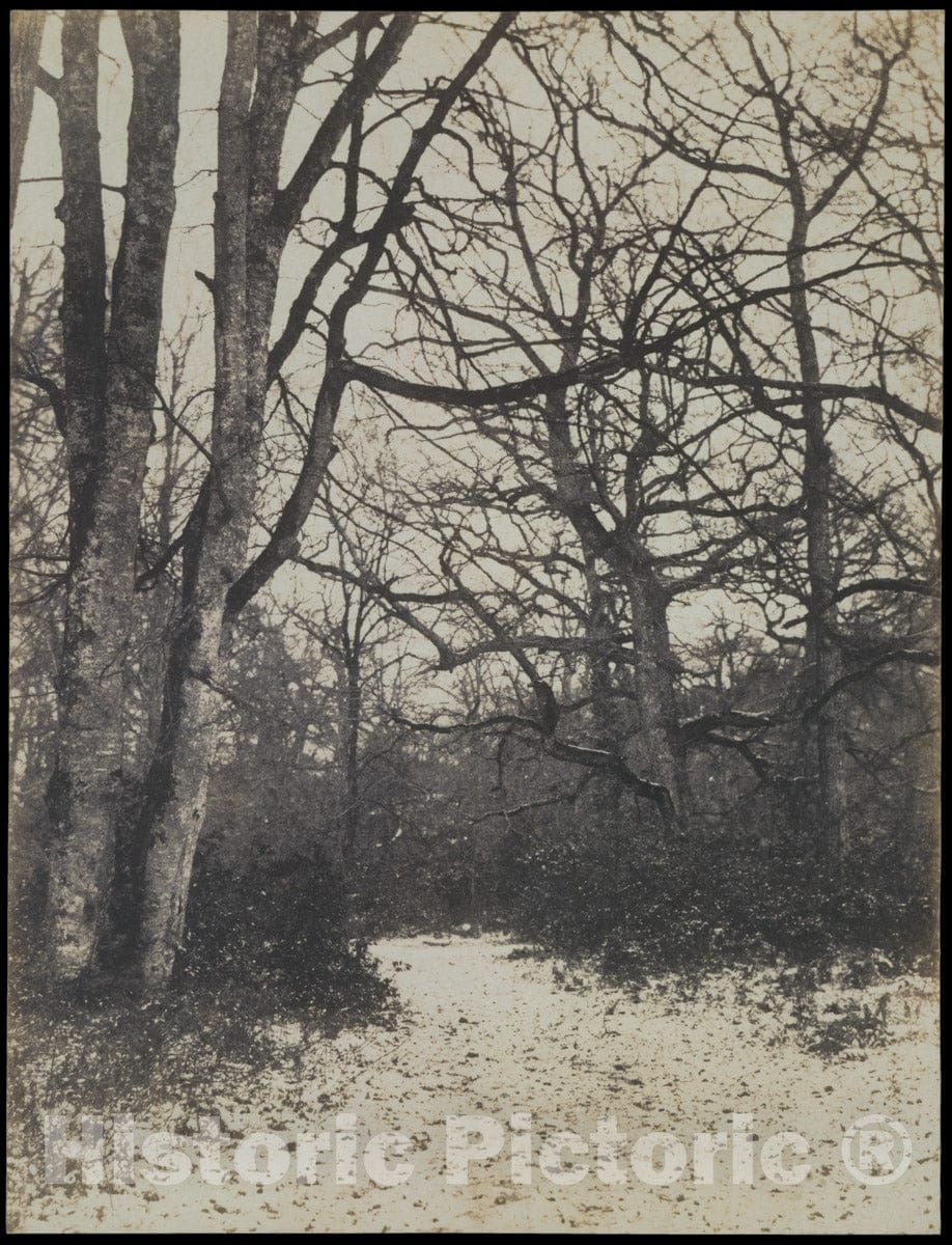 Photo Print : Eugène Cuvelier - Fontainebleau Forest 1 : Vintage Wall Art