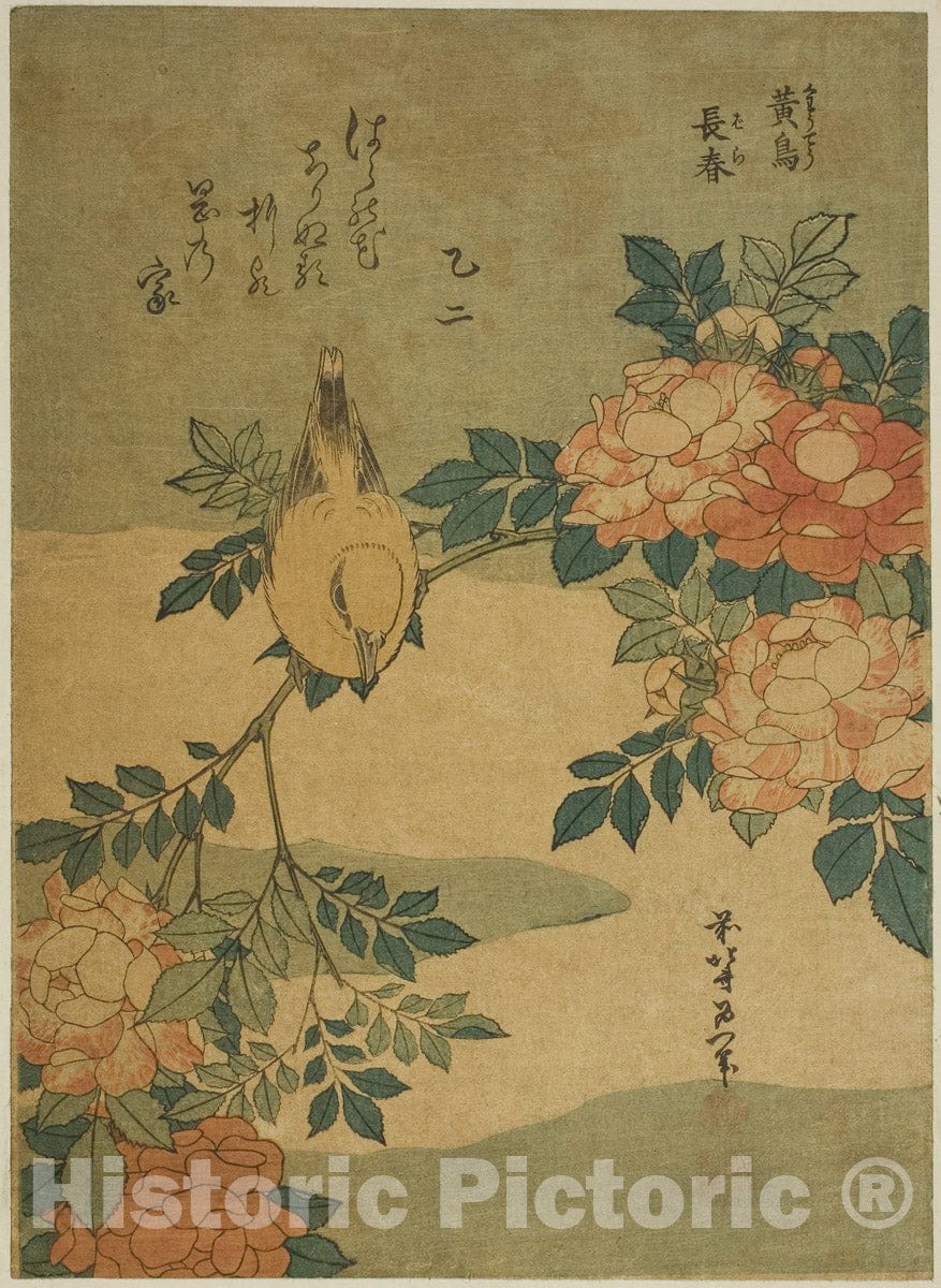 Art Print : Bush Warbler and Rose (Kocho, bara), from an untitled series of flowers and birds, Katsushika Hokusai, c 1829, Vintage Wall Decor :