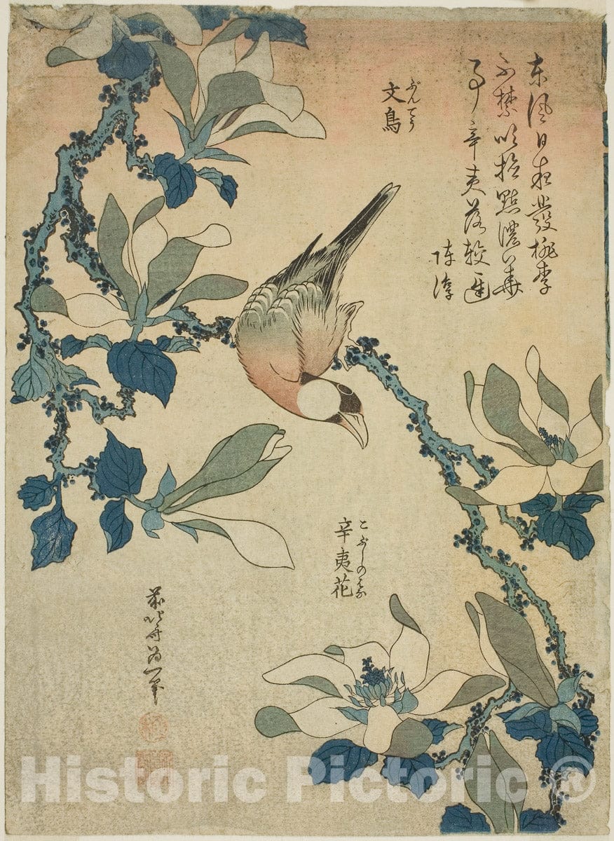 Art Print : Paddy Bird and Magnolia Flowers (Buncho, kobushi no hana), from an untitled series of flowers and birds, Katsushika Hokusai, c 1829, Vintage Wall Decor :