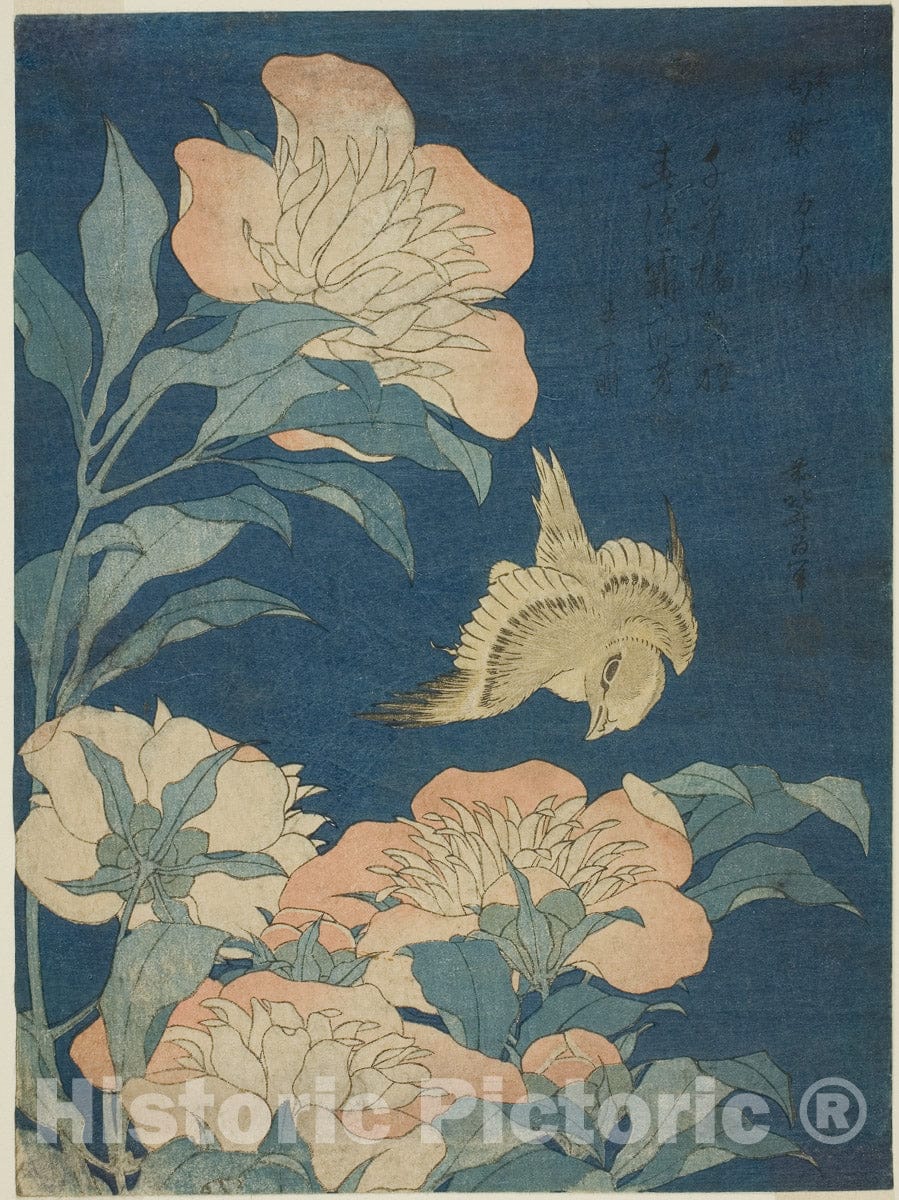 Art Print : Canary and Peony (Kanaari, shakuyaku), from an untitled series of flowers and birds, Katsushika Hokusai, c 1829, Vintage Wall Decor :