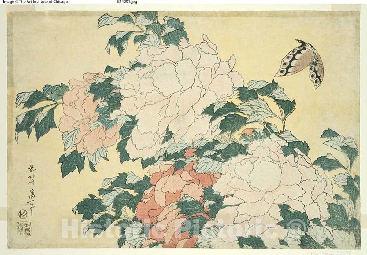 Art Print : Peonies and Butterfly, from an untitled series of large flowers, Katsushika Hokusai, c 1833, Vintage Wall Decor :