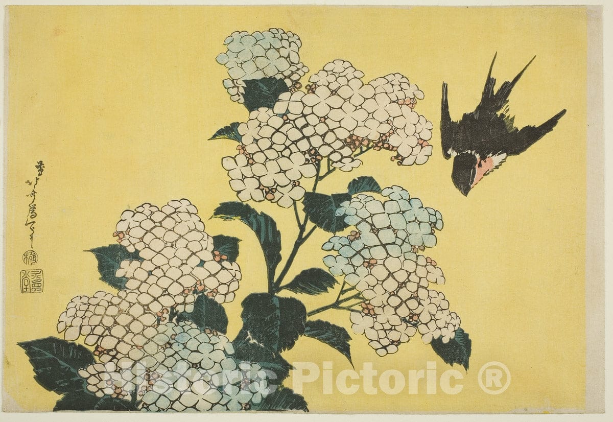 Art Print : Hydrangea and Swallow, from an untitled series of large flowers, Katsushika Hokusai, c 1833, Vintage Wall Decor :