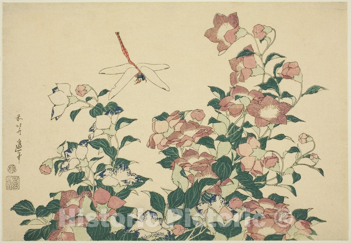 Art Print : Bell-Flower and Dragonfly, from an untitled series of large flowers, Katsushika Hokusai, c 1832, Vintage Wall Decor :