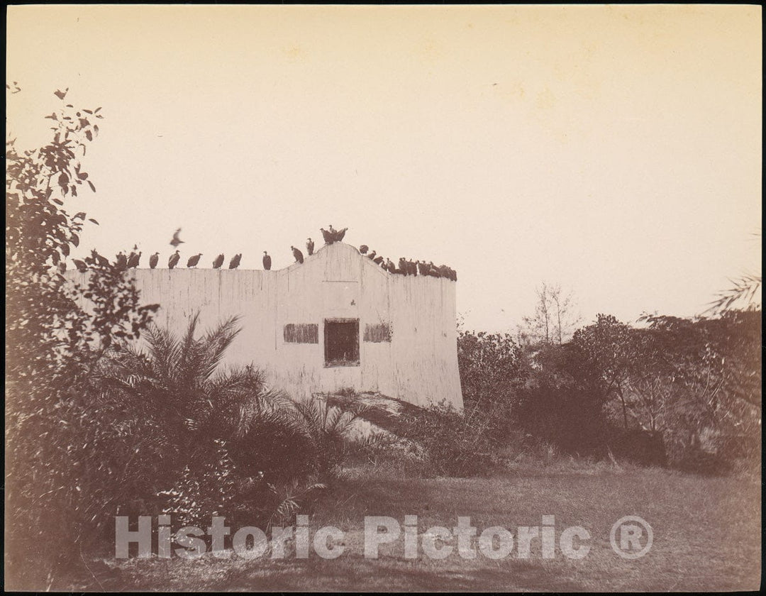 Photo Print : Birds on Roof of Small Building : Vintage Wall Art