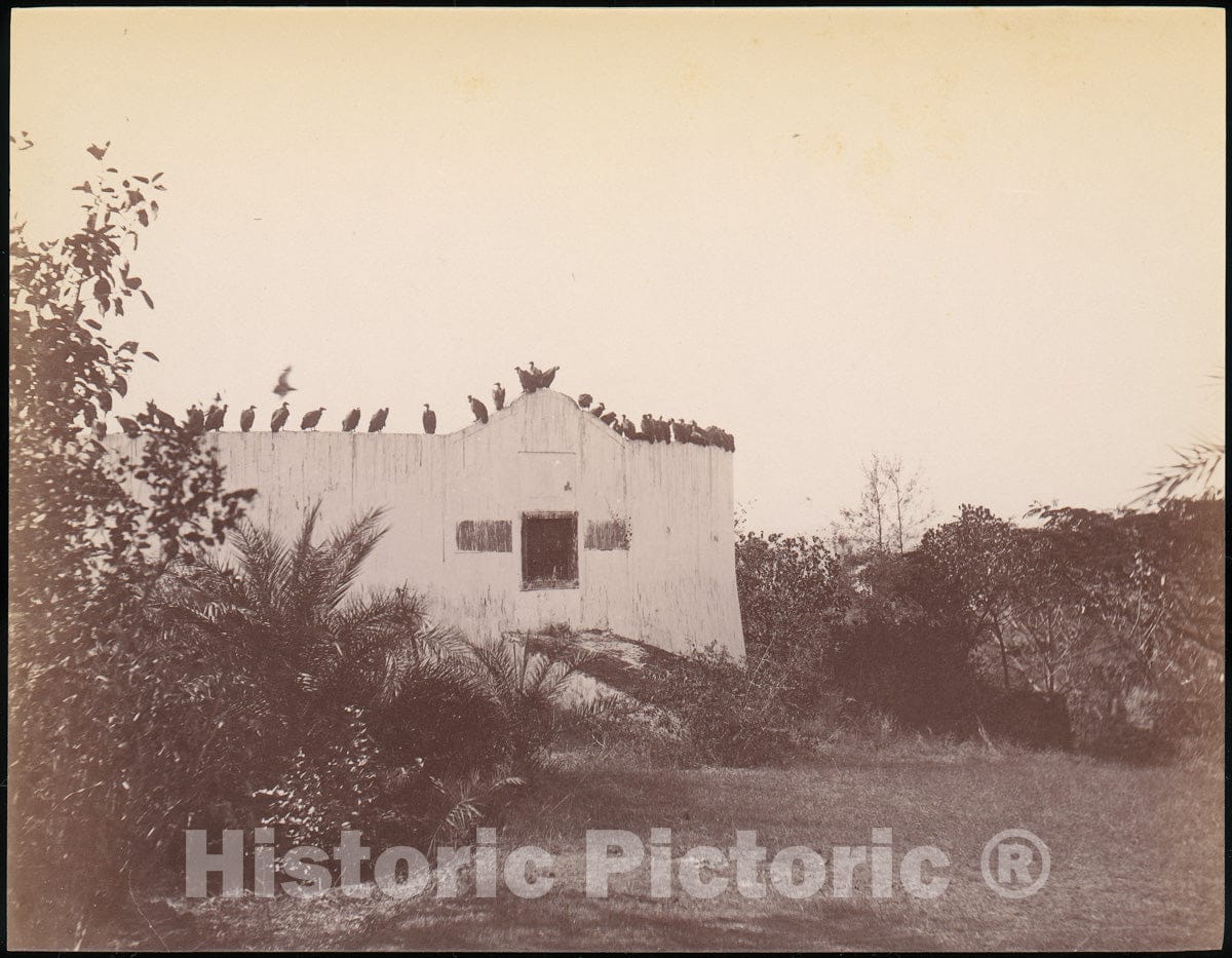 Photo Print : Birds on Roof of Small Building : Vintage Wall Art