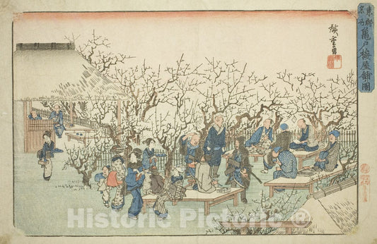 Art Print : The Plum Garden at Komeido , from Famous Places in the Eastern Capital , Utagawa Hiroshige, c 1835, Vintage Wall Decor :