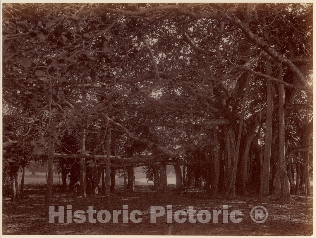 Photo Print : Interior View of Banyan Tree, Calcutta : Vintage Wall Art