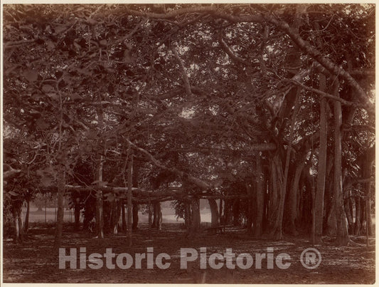 Photo Print : Interior View of Banyan Tree, Calcutta : Vintage Wall Art