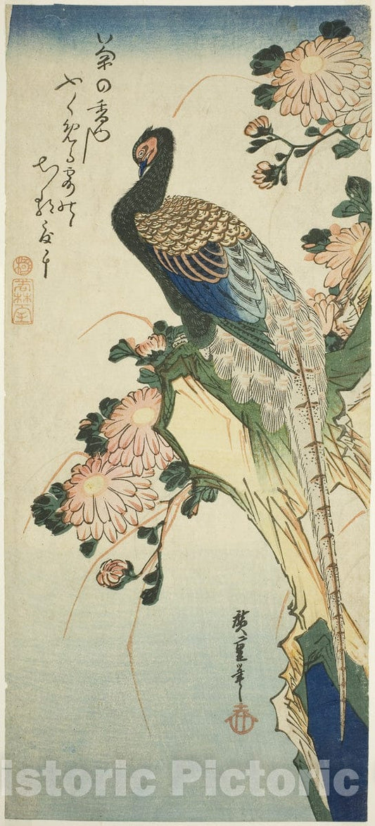 Art Print : Pheasant and chrysanthemums, Utagawa Hiroshige, c 1829, Vintage Wall Decor :