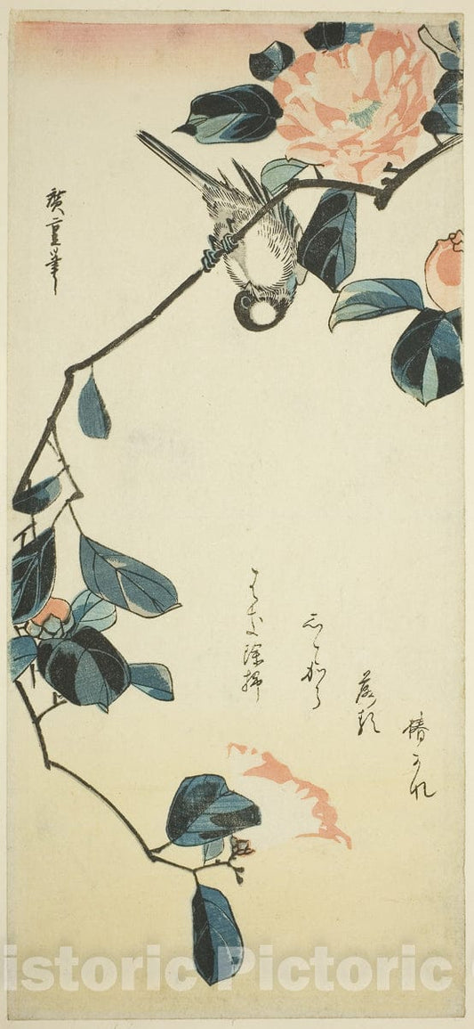 Art Print : Bullfinch on camellia branch, Utagawa Hiroshige, c 1831, Vintage Wall Decor :