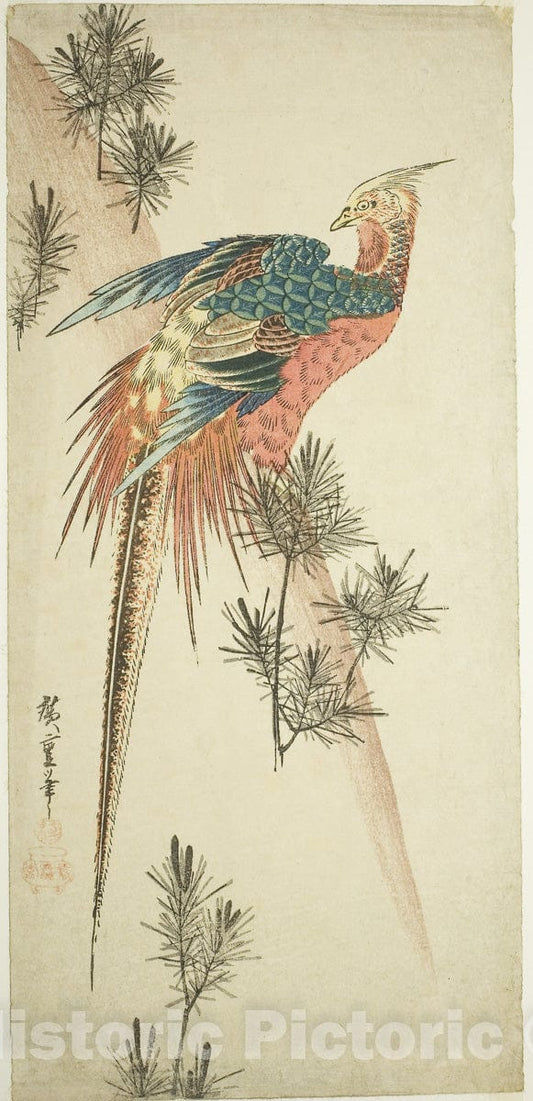 Art Print : Golden pheasant and pine shoots in snow, Utagawa Hiroshige, c 1833, Vintage Wall Decor :