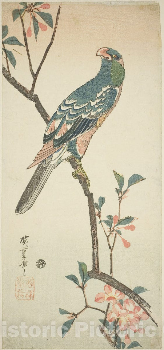 Art Print : Parrot on a blossoming branch, Utagawa Hiroshige, c 1830, Vintage Wall Decor :