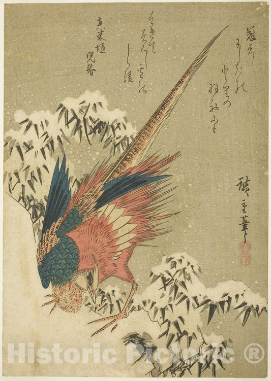 Art Print : A Golden Pheasant amid Snow-Covered Bamboo on a Steep Hillside, Utagawa Hiroshige, c 1835, Vintage Wall Decor :