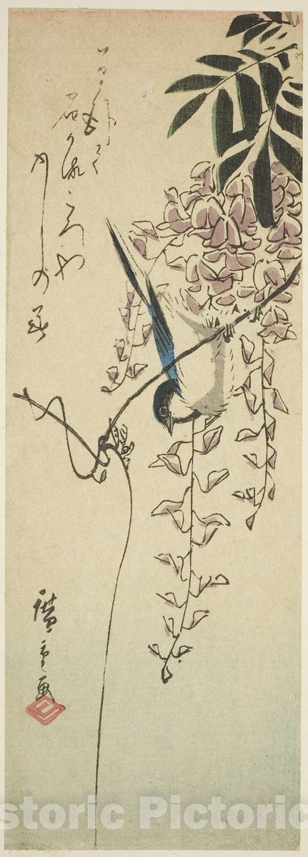 Art Print : Bird on wisteria, Utagawa Hiroshige, c 1845, Vintage Wall Decor :