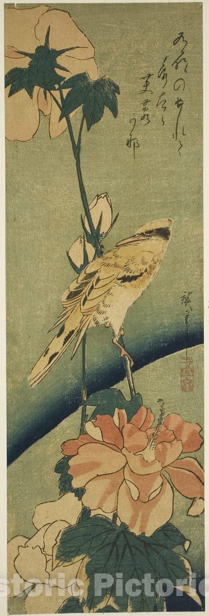 Art Print : Blacked-naped oriole on hibiscus, Utagawa Hiroshige, c 1835, Vintage Wall Decor :