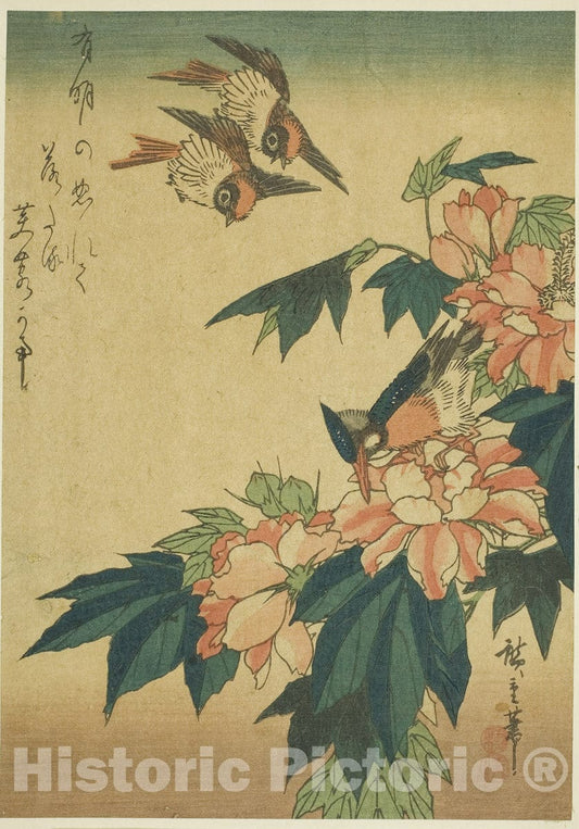 Art Print : Swallows, kingfisher, and hibiscus, Utagawa Hiroshige, c 1830, Vintage Wall Decor :