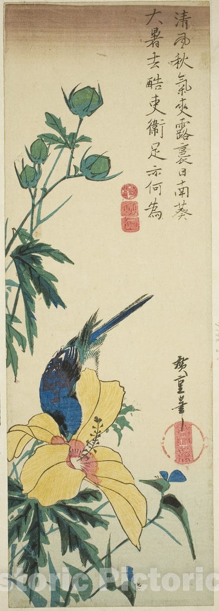 Art Print : Blue bird and hibiscus, Utagawa Hiroshige, c 1829, Vintage Wall Decor :