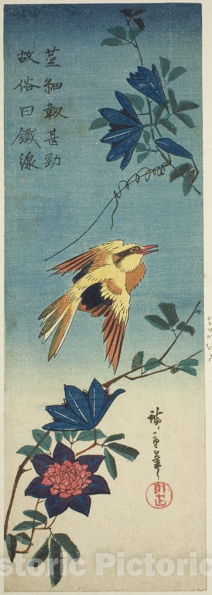 Art Print : (Facsimile?) Black-naped oriole and clematis, Utagawa Hiroshige, c 1840, Vintage Wall Decor :
