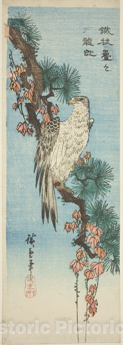 Art Print : Falcon on ivy-covered pine branch, Utagawa Hiroshige, c 1829, Vintage Wall Decor :