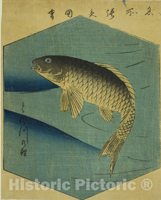 Art Print : Carp in the Tone River (Tonegawa no koi), section of a sheet , Utagawa Hiroshige, c 1856, Vintage Wall Decor :