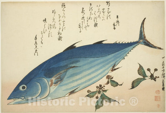 Art Print : Bonito and saxifrage, from an untitled series of fish, Utagawa Hiroshige, c 1856, Vintage Wall Decor :
