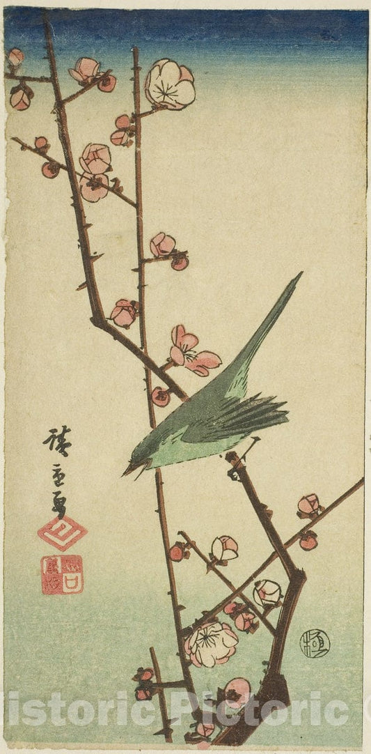 Art Print : Warbler on plum branch, Utagawa Hiroshige, c 1851, Vintage Wall Decor :