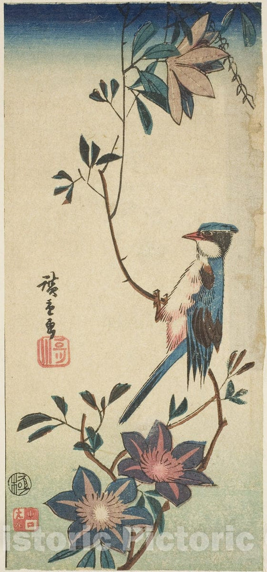 Art Print : Blue bird on clematis, Utagawa Hiroshige, c 1850, Vintage Wall Decor :