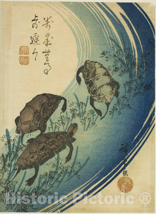 Art Print : Turtles swimming in a stream, Utagawa Hiroshige, c 1773, Vintage Wall Decor :