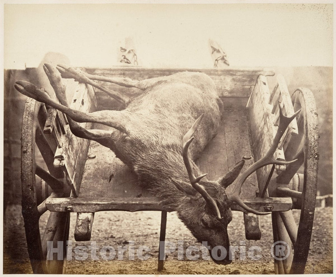 Photo Print : Horatio Ross - Stag in Cart : Vintage Wall Art
