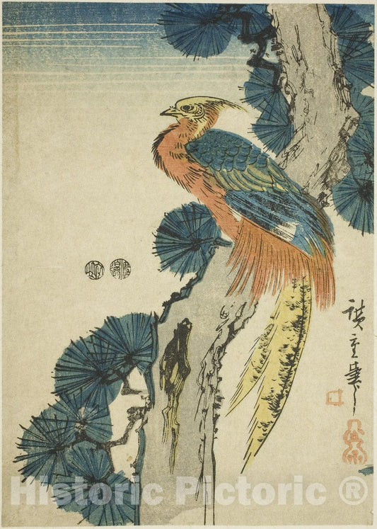 Art Print : Pheasant and pine tree, Utagawa Hiroshige, c 1773, Vintage Wall Decor :