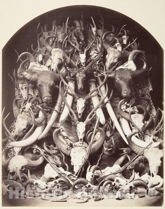 Photo Print : Hunting Trophies : Vintage Wall Art