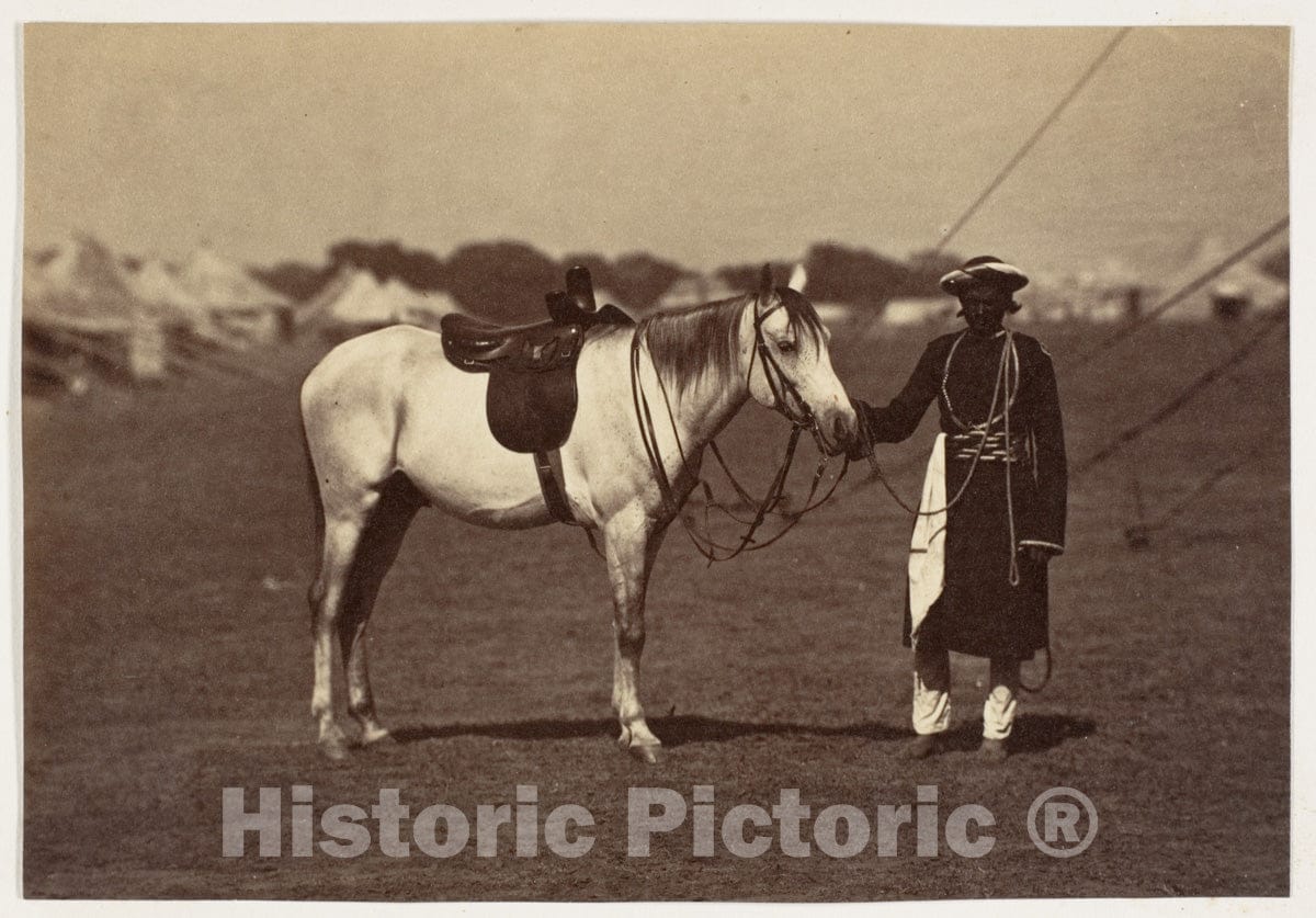 Photo Print : Lady Cannings Grey Arab : Vintage Wall Art