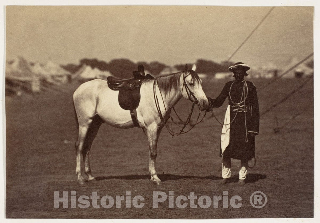 Photo Print : Lady Cannings Grey Arab : Vintage Wall Art